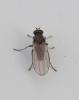Hydrellia sp.